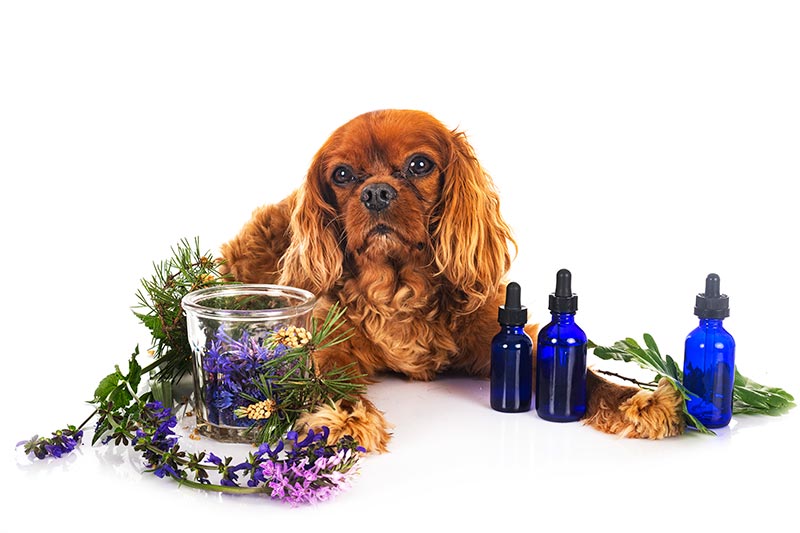veterinarska homeopatija